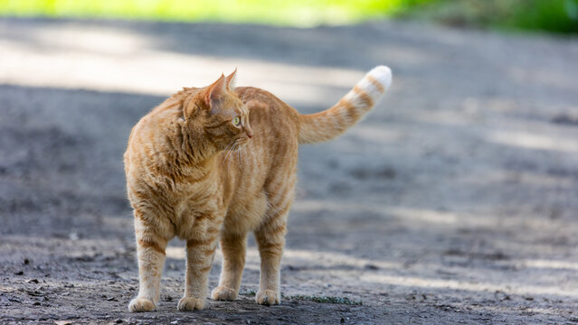 An orange ranch cat strolls along a dusty dirt road, capturing the quiet charm and rustic beauty of life in the countryside.
