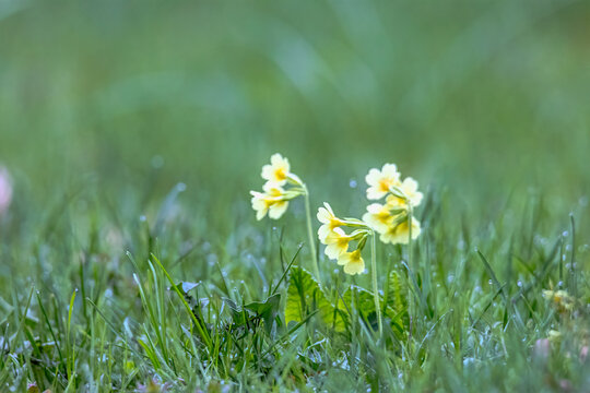Yellow cowslip flowers blooming low in fresh spring meadow grass with soft natural background, Germany, Augsburg, 15.04.2026