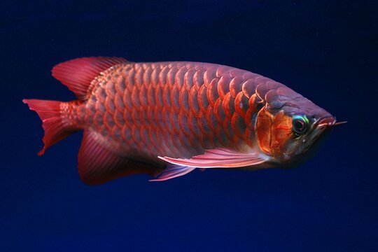 ikan arwana merah