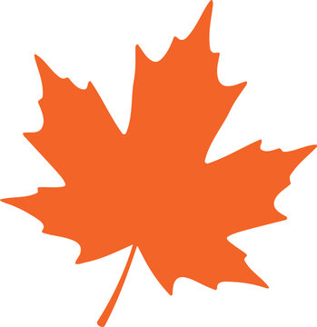Orange maple leaf on white background fall autumn