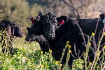A herd of Black Angus cattle grazes peacefully across lush green pastures on a regenerative California ranch, embodying sustainable land stewardship and grass-fed beef production. © Dylan