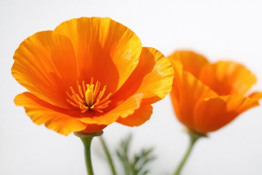 California poppy or Eschscholzia californica orange flowers isolated close-up on a white background 
