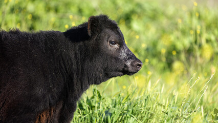 baby black angus calf on regenerative pastures, rotational baby calves © Dylan