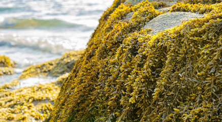 Close-up view of organic natural brown algae or seaweeds laminariales growing on wet coastal rocks or stones by the sea or ocean on beach coastline representing aquatic environment flora plant © Elena