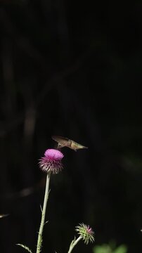 A female rufous hummingbird feeds on nectar and small insects on a wild thistle plant 