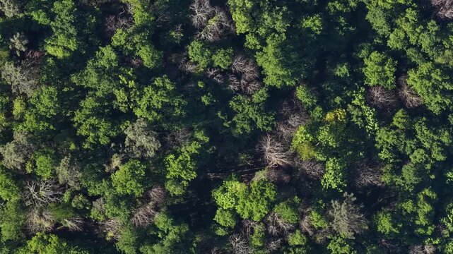 Aerial view of lush green trees blending with the forest, creating a vibrant tapestry of textures and varied tones, Braga, Portugal.