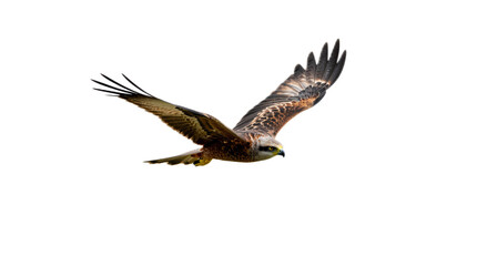 Fototapeta premium Large bird with a long tail is flying in the air. The bird is brown and white in color