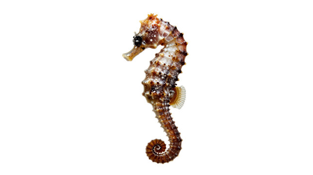 Small sea creature with a long snout and a brown and white body. The creature is curled up and he is resting