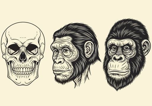 Vintage Engraved Illustration of Human Skull, Chimpanzee, and Gorilla Heads for Evolution and Anthropology Concepts