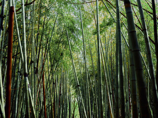 Fototapeta premium Bamboo forest grove with tall green stalks and dense foliage, nature scene of vertical trees creating a serene pathway and layered canopy in a tranquil woodland setting.