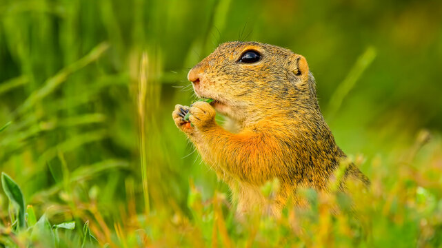 A curious ground squirrel standing in lush green grass