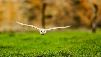 A barn owl glides low over a green field, wings fully spread. © AHMED BADAWY