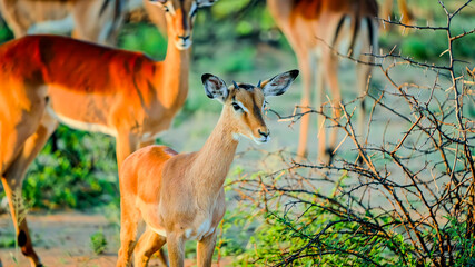 Fototapeta premium Young antelope standing in a natural savanna