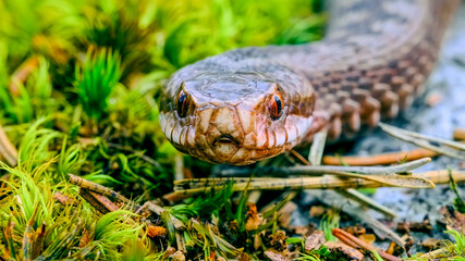 Fototapeta premium snake in natural habitat, surrounded by green plants and forest floor