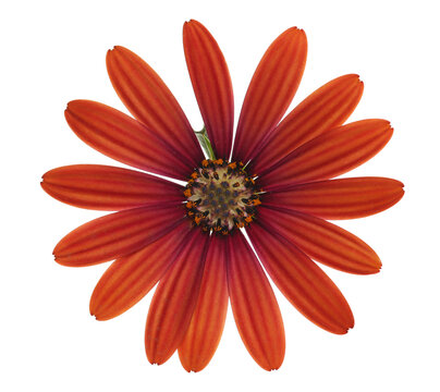 Cape Marguerite, African daisy, yellow red petals, Dimorphotheca ecklonis, colorful blossom isolated on white background, clipping path