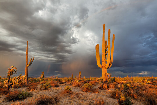 Saguaro cactus in the Sonoran Desert