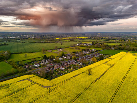 Rapeseed field with rain cloud