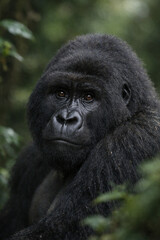 Fototapeta premium Majestic Gorilla Portrait: A close-up shot of a majestic gorilla, its intense gaze and powerful physique create a striking portrait. Capturing its intelligence and the beauty of the natural world.