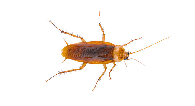 cockroach on transparent