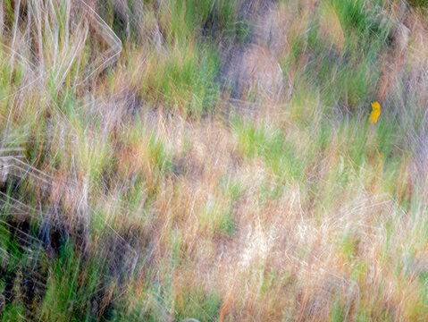 Abstract image produced by a camera set to long exposure and moved quickly, which has caused the landscape with branches and vegetation to appear blurred but creating a beautiful image