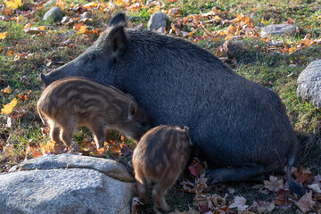 Wild boar Sus scrofa with piglets feeding wildlife animal family nature © touchedbylight