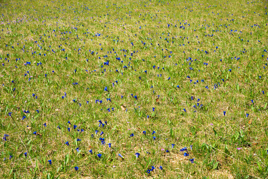Green meadow, dotted with blue gentians. Protected alpine flowers.