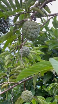 vertical 4K shot with motion of exotic sugar apples (sweetsop / pommes-cannelles) ripening on a tree, lush tropical foliage in a caribbean garden 