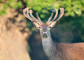 Fototapeta premium Portrait of a red deer stag with new velvet antlers standing in summer meadow