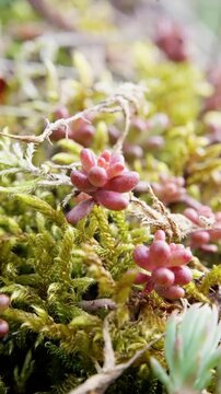 Closeup Pink Succulents On Moss, Soft Pastel Tones, Delicate Rosettes Perched On Lush Moss Carpet, Damp Woodland Atmosphere, Subtle Light, Perfect For Serene Nature And Botanical Storytelling