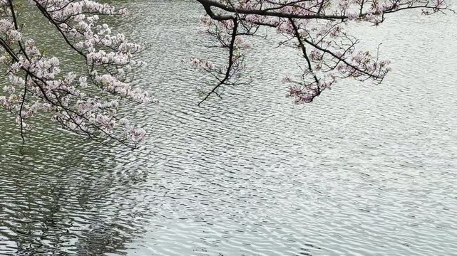 三ツ池公園　水面に映り込み風に揺れるソメイヨシノ