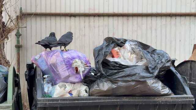 Black crows scavenging for food scraps in a full garbage bin, pecking at plastic bags and leftover waste in an urban alleyway, highlighting wildlife survival and environmental pollution