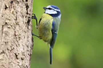 Blue tit on a wooden stump © Peter