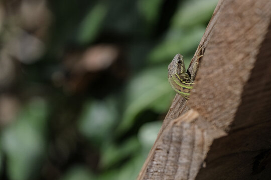 Portrait of a lizard sunbathing ona piece of wood in nature