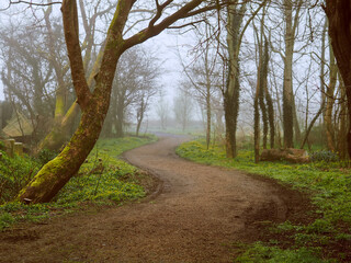 Fototapeta premium Fog curls around a winding dirt path. Trees stand bare against the misty air. Green grass lines the path's edges. Muted tones create a quiet, serene mood. Walking footpath in a park.