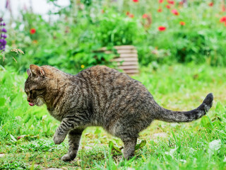 Obraz premium Brown tabby cat is on a green grass footpath . Green field with red flowers in background. Cat curiously explores ground near foliage. Natural daylight highlights soft fur and earthy tones