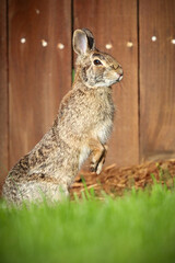 Cottontail rabbit standing upright in the garden. © Helen