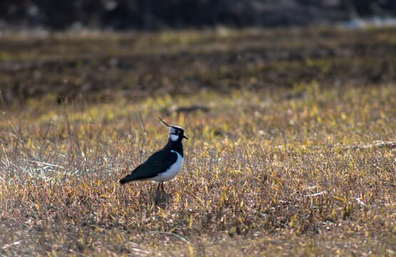 Northern lapwing Vanellus vanellus standing in a meadow, spring bird