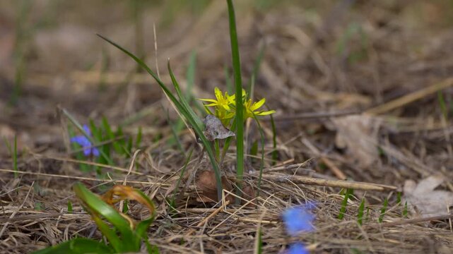 spring flowers in the grass