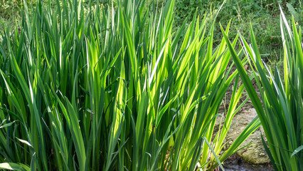 Fototapeta premium Lush green leaves of iris plant growing outdoors