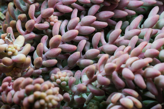 Sedum morganianum. The donkey tail plant 0326