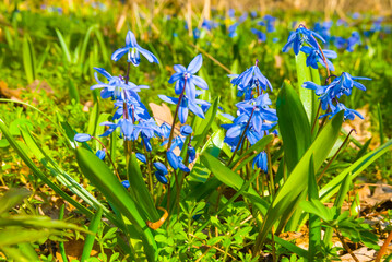 closeup heap of wild blue snowdrop flowers on spring forest glade © Yuriy Kulik