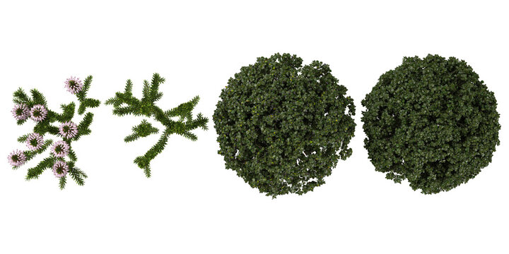 Collection of Erica,Euonymus plants on transparent background from the top view