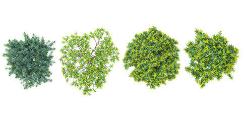Obraz premium Collection of Euonymus plants on transparent background from the top view