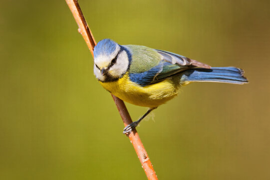 Blaumeise im Fr&uuml;hling mit Pollen im Gesicht