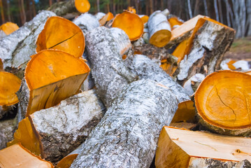 closeup heap of birch tree trunk on the forest glade © Yuriy Kulik