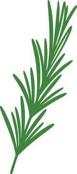 Green Pine Needle Branch leaf