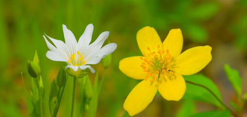 closeup spring forest glade covered by a flowerd © Yuriy Kulik