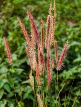 Blooming feathery Desho grass (Pennisetum pedicellatum) in a wild natural meadow during sunset
