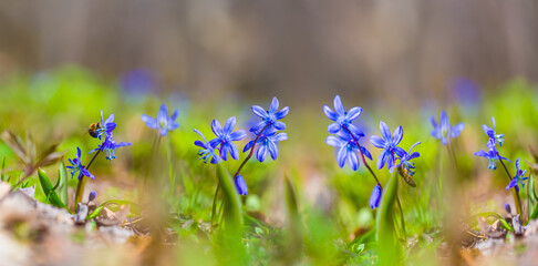 closeup heap of wild blue snowdrop flowers on spring forest glade © Yuriy Kulik