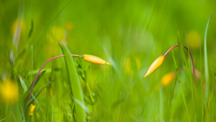 closeup heap of wild yellow tulip flower in green grass © Yuriy Kulik